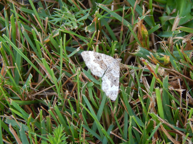 A white moth Maltais, NB