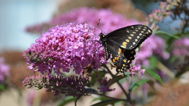Black Swallowtail Butterfly! St. Catharines, ON
