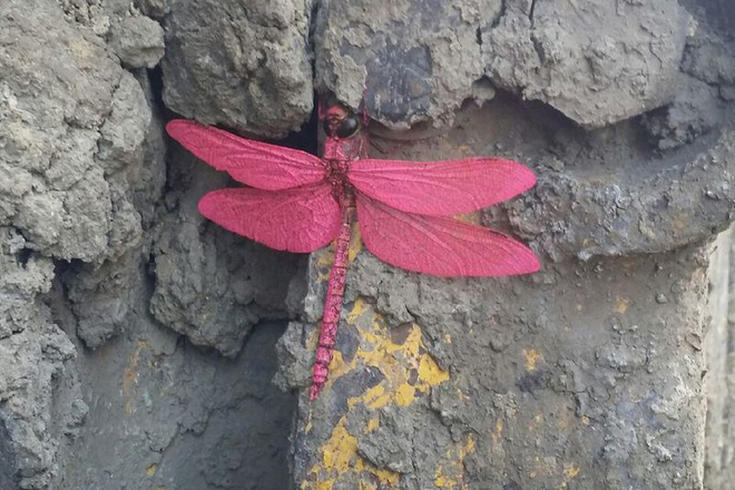 Rare pink Dragonfly Saskatoon, SK