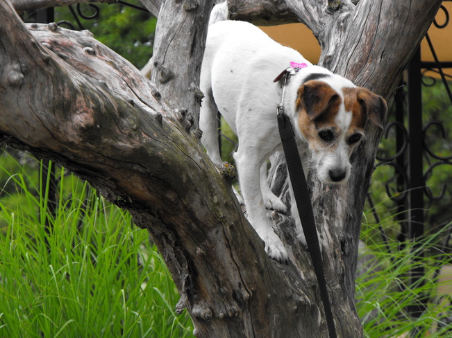 Tree climbing Cricket (Jack Russell) Meaford, ON