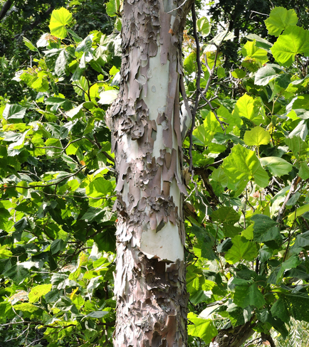 American Sycamore bark Mississauga, ON