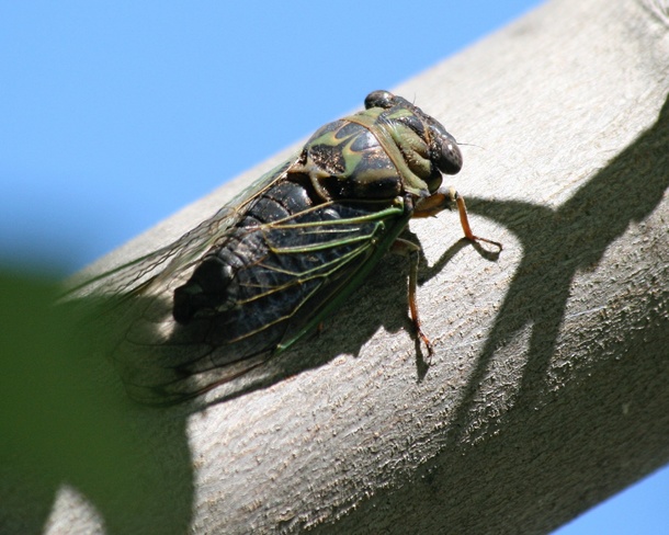 Cicada Peterborough, Ontario Canada