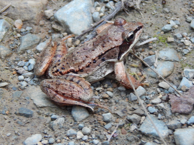 The Spring Peeper Frog Maltais, NB