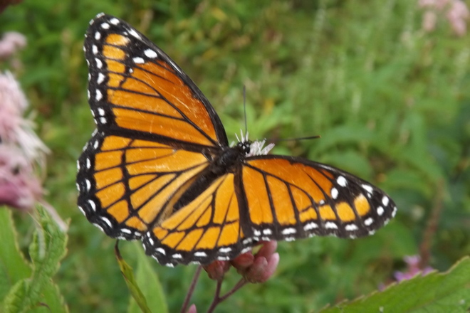 Monarch Butterfly Pembroke, Ontario Canada