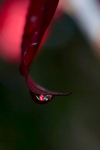 Raindrop in the Early Morning Goderich, ON