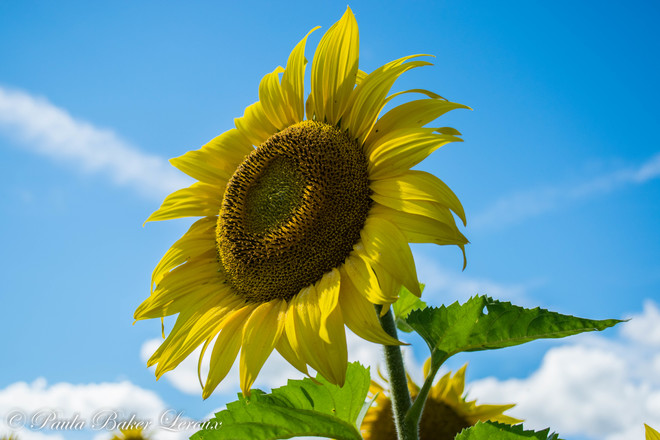 Sunflower Frankville, Ontario