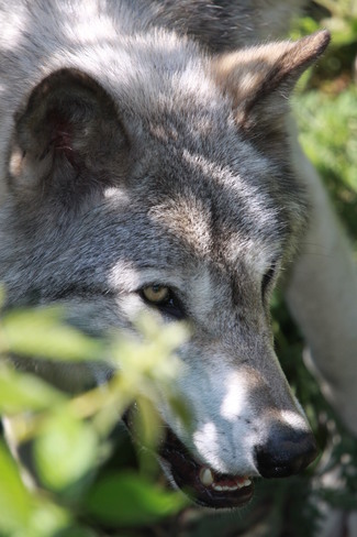 Wolf in waiting Parc Oméga, Montebello, QC