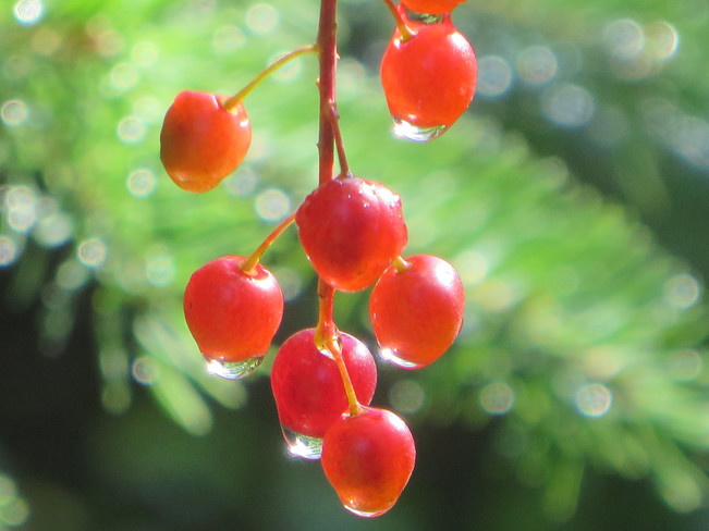Glistening berries Indian Brook, NS