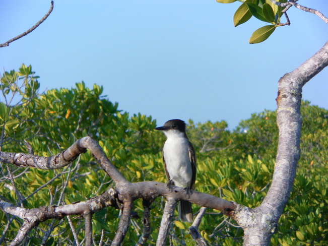 Just cute bird. Santa Clara, Villa Clara, Cuba