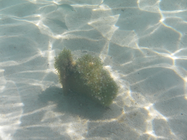Under water life. Santa Clara, Villa Clara, Cuba