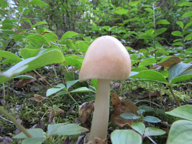 Mushrooms Birchy Bay, NL