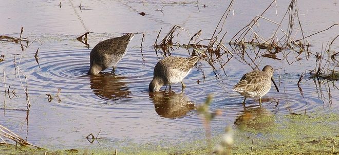 Triple Willets Lake Newell, Newell County, AB