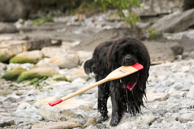 I got my paddle! She finally remembered to bring it!!! Kingston, ON