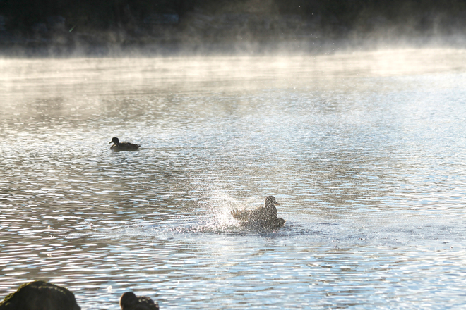 Early morning splish splash in misty Lake Ontario Kingston, ON