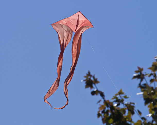 Red Kite above Parksville Beach Parksville B.C.