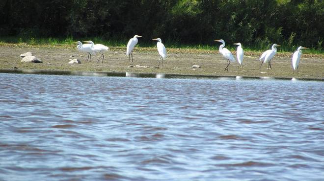 Hoople Creek Egrets and Eagle. Long Sault, ON