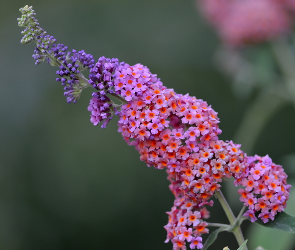 Beautiful Butterfly Bush Vancouver, BC
