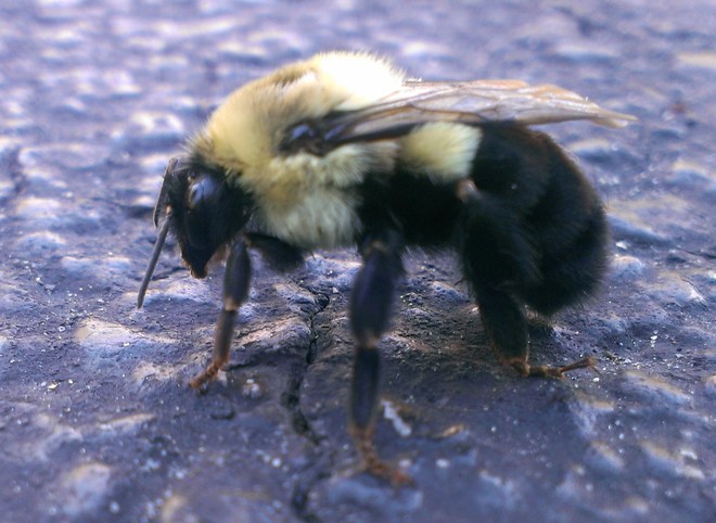 Bee careful Burlington, ON