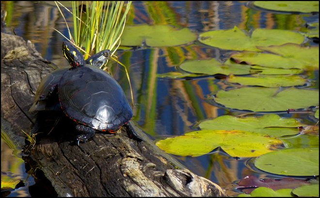 Two turtles, Elliot Lake. Elliot Lake, ON