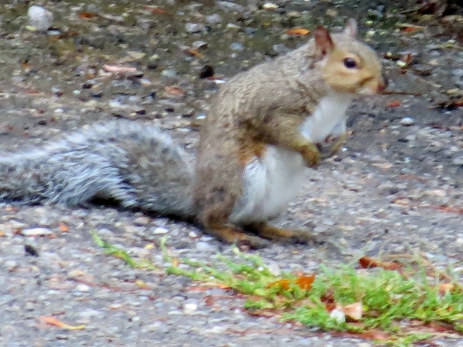 Squirrel Oshawa, ON