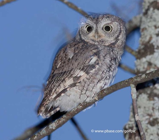 Eastern Screech Owl Ottawa, ON