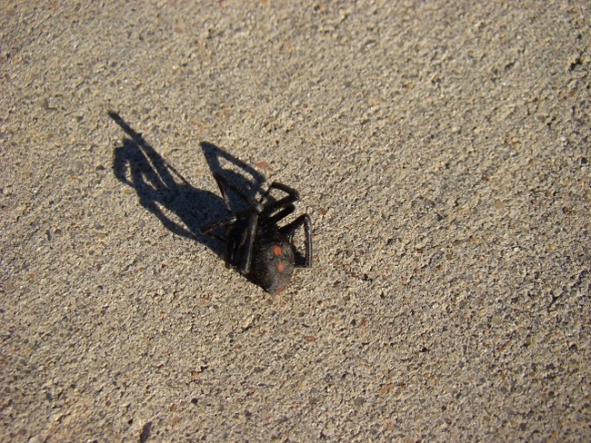Black Widow Edmond, Oklahoma, United States
