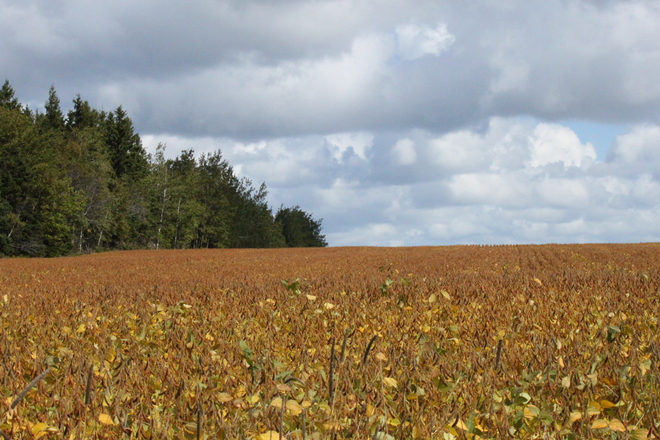 Field ready for Harvest Georgetown,Prince Edward Island