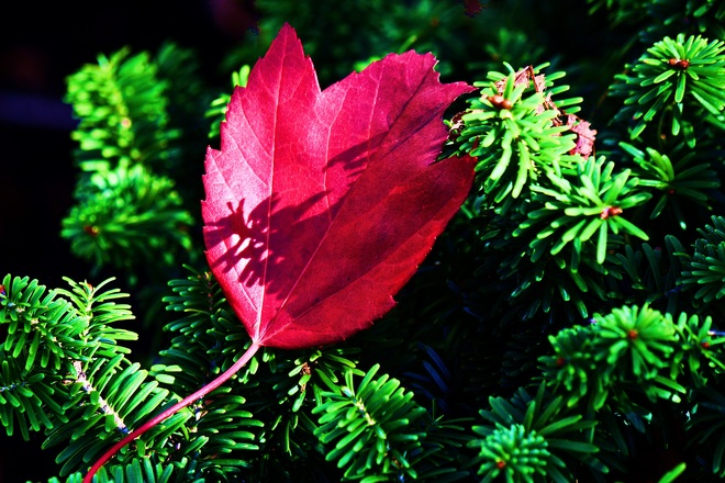 Autumn leaf Surrey, BC