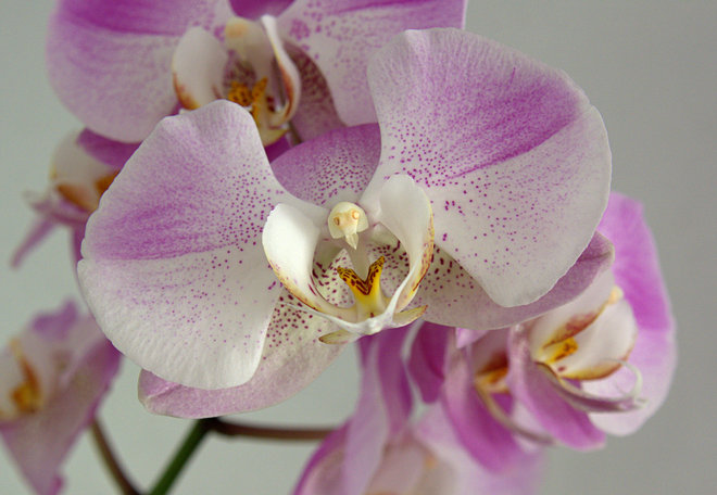 Closeup of the blossom of a Phalaenopsis East Chester, NS