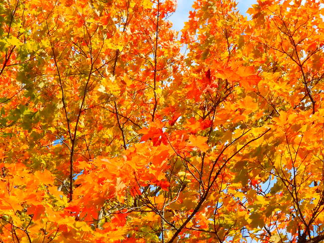 bright orange leaves Maltais, NB