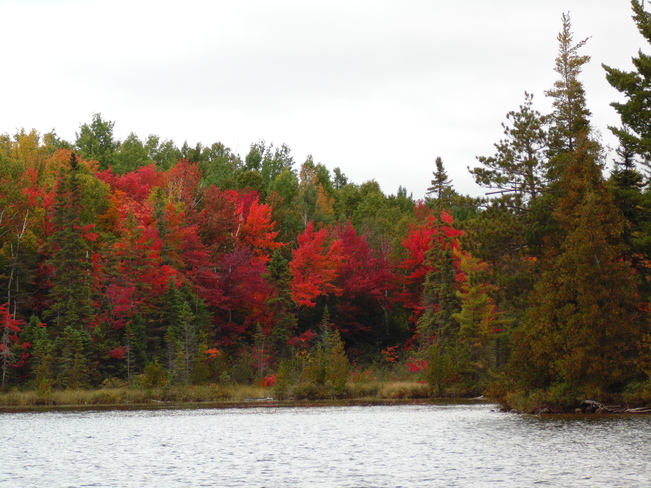 Fall Colours despite the cloudy skies Elliot Lake, Ontario