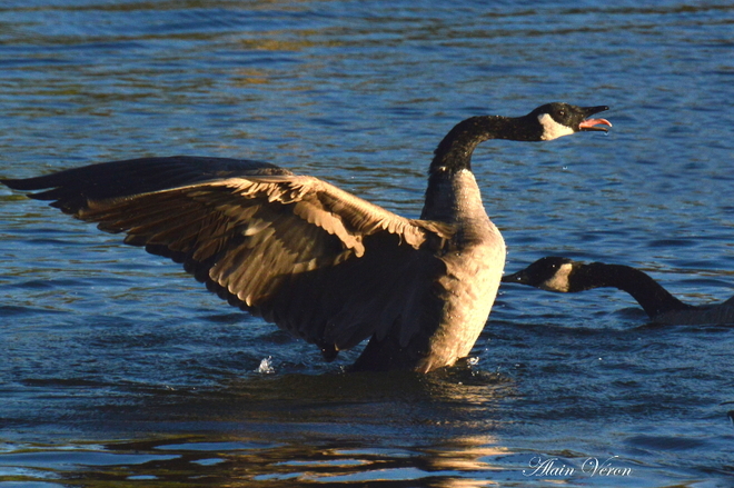 Bird Geese 09-22-25082 Bradford West Gwillimbury, ON