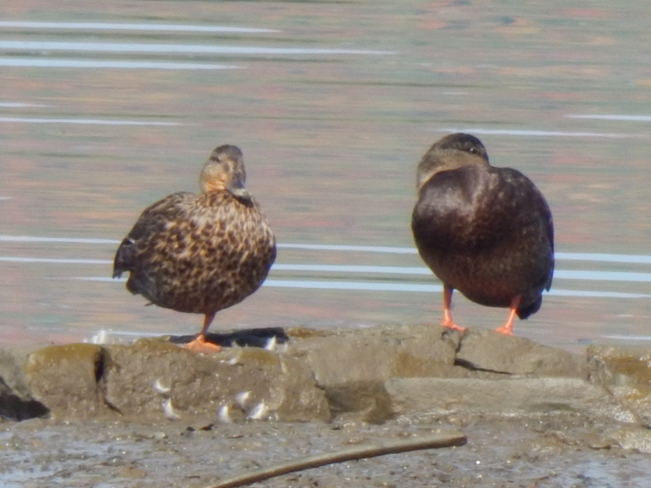 What is one duck saying to the another! Atholville, NB
