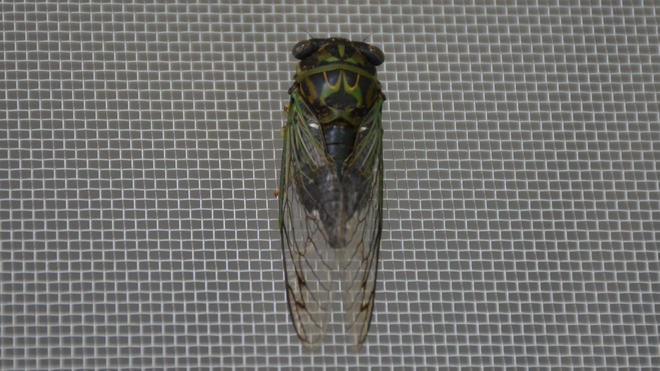 Dog Day Cicada! St. Catharines, ON