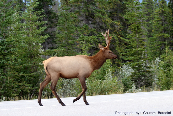 Hey I am on the highway, I have the right of way... Jasper National Park, Jasper, AB