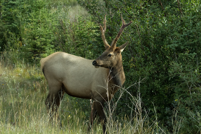 Mr. Elk...say cheese.... Jasper National Park, Jasper, AB