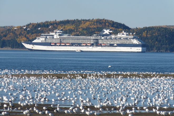 Oies blanches La Baie, Saguenay, QC