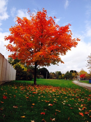 Autumn Brampton, Ontario Canada