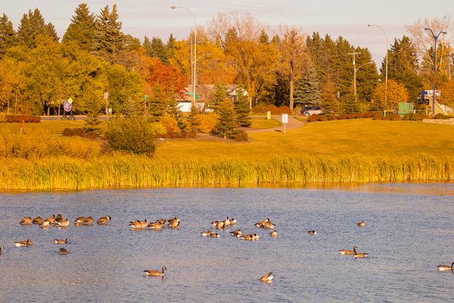 Fall color by lake Edmonton, AB