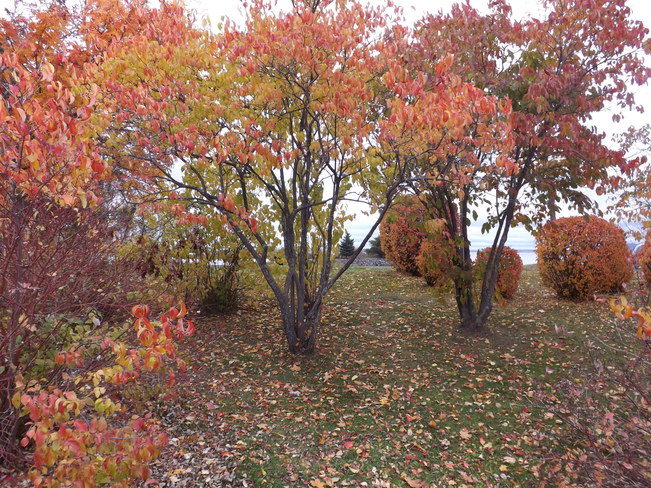 autumn colours Thunder Bay, ON