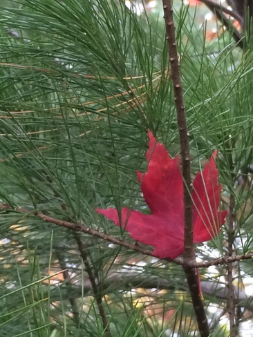 Single Maple Leaf Ottawa, Ontario Canada
