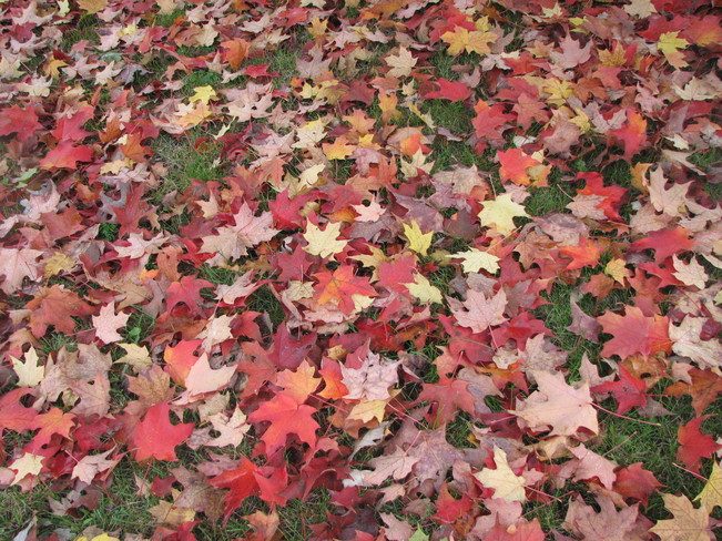 fall colours North York, Toronto, ON