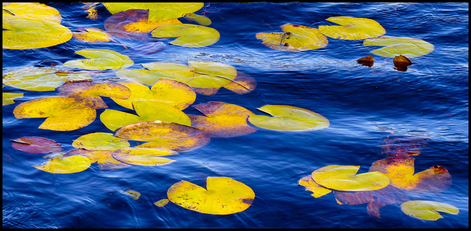 Lily pads, Elliot lake. Elliot Lake, ON