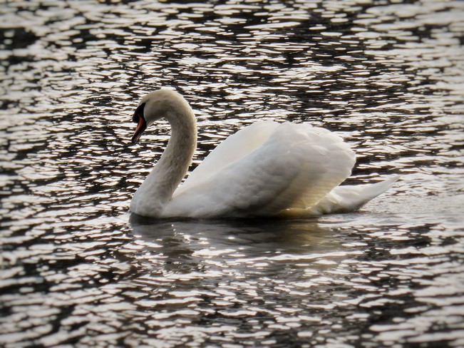 A swan on dappled waters 