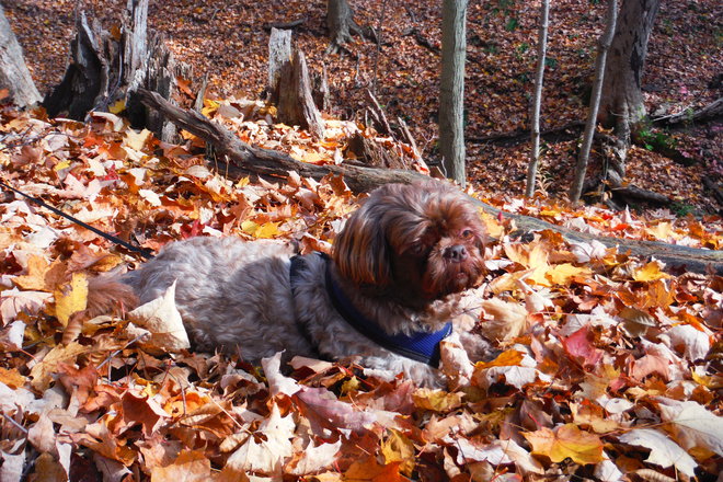 Enjoying his blanket of leaves. Dundas, Hamilton, ON