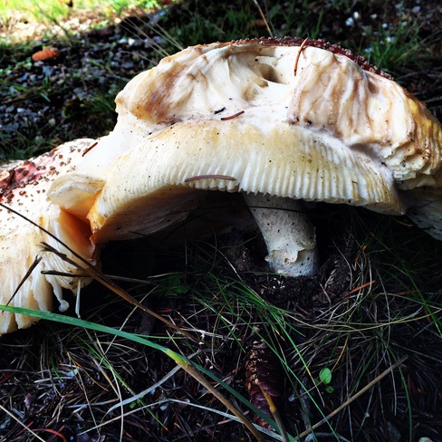 giant mushrooms Revelstoke, British Columbia Canada