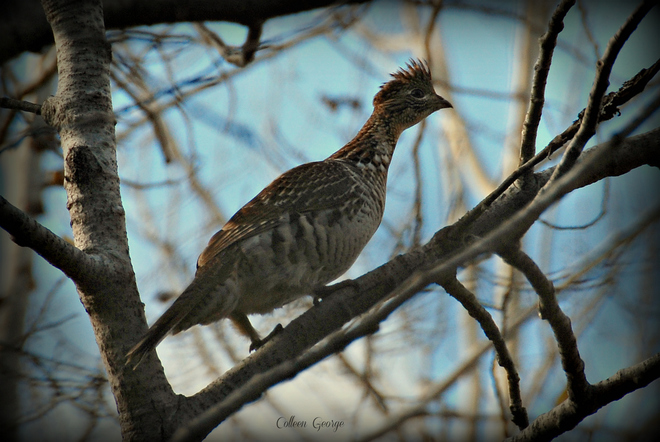 Partridge in a Bare Tree Centreville, NS