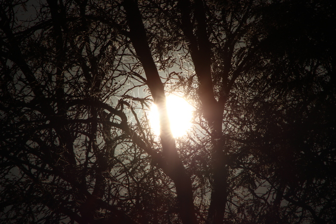 Sun Peeking Through Tree Branches Grimsby, ON