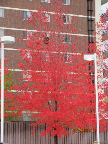 Fall Color Scarborough, Toronto, ON