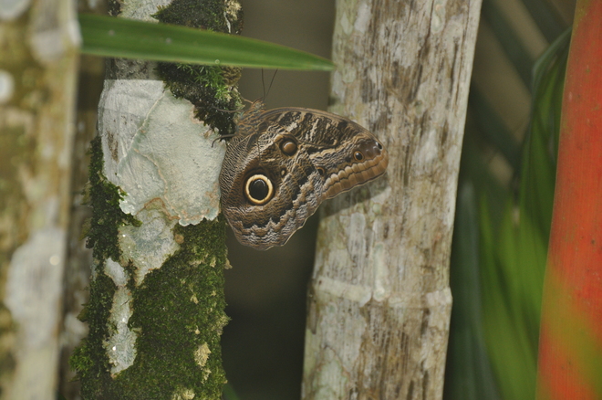 The most beautiful butterfly Panama